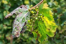 Fungicide