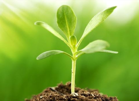 Bio Organic Pesticides